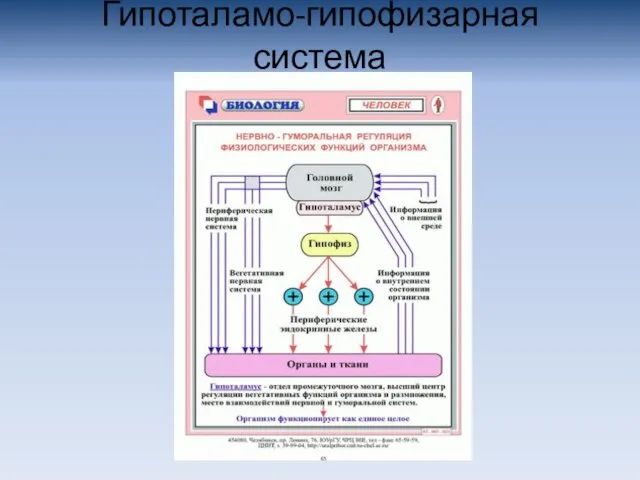 Гипоталамо-гипофизарная система