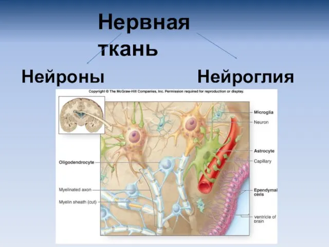 Нервная ткань Нейроны Нейроглия