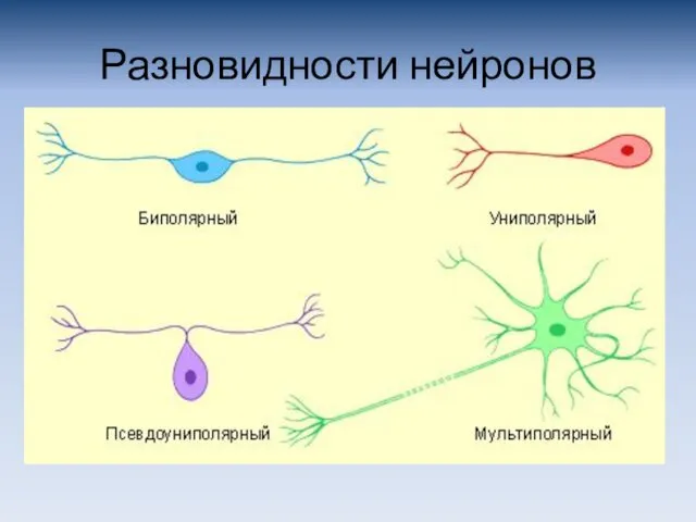 Разновидности нейронов