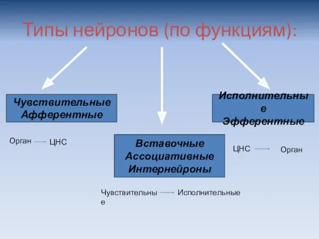 Типы нейронов (по функциям): Чувствительные Афферентные Вставочные Ассоциативные Интернейроны Исполнительные