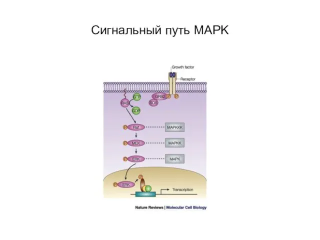 Сигнальный путь MAPK