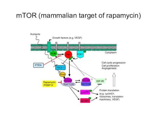 mTOR (mammalian target of rapamycin)