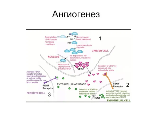 Ангиогенез