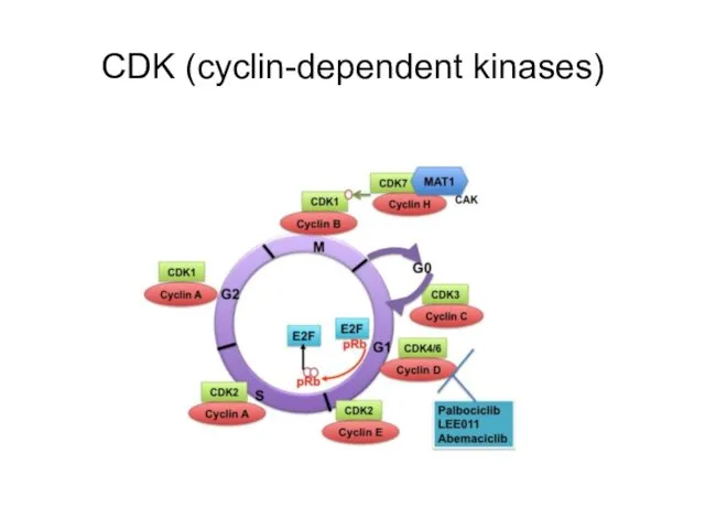 CDK (cyclin-dependent kinases)