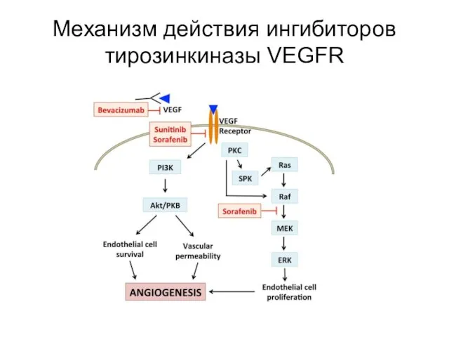 Механизм действия ингибиторов тирозинкиназы VEGFR