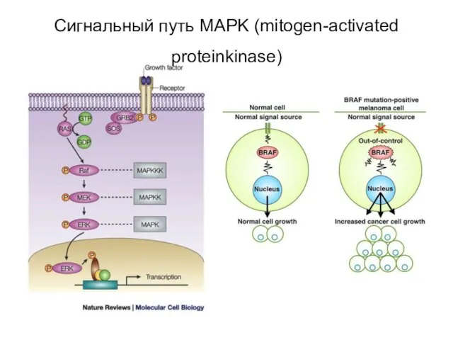 Сигнальный путь MAPK (mitogen-activated proteinkinase)