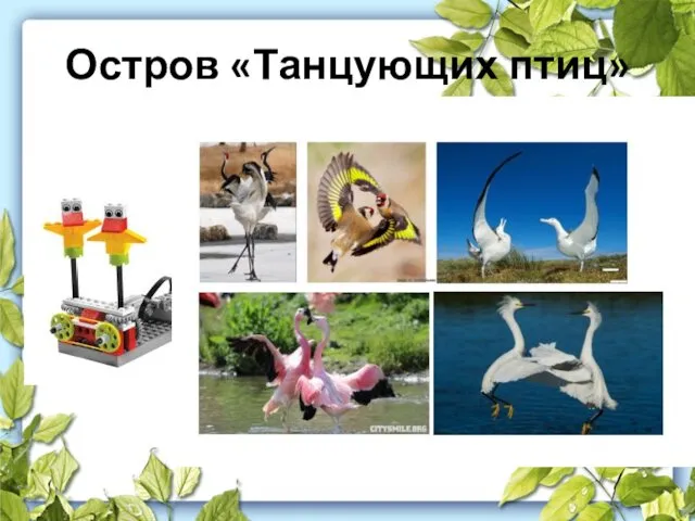 Остров «Танцующих птиц»