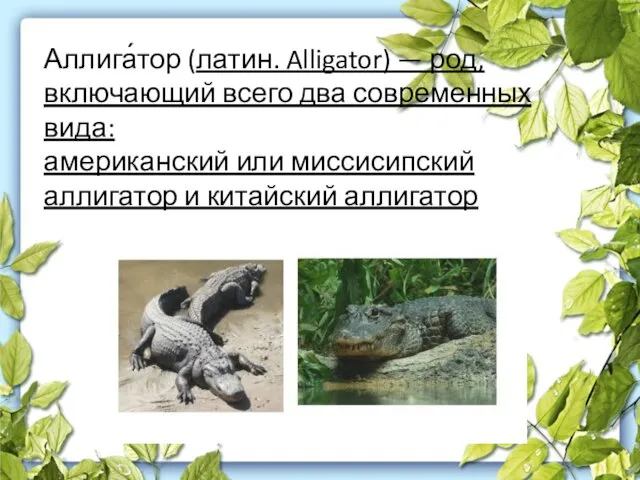 Аллига́тор (латин. Alligator) — род, включающий всего два современных вида: