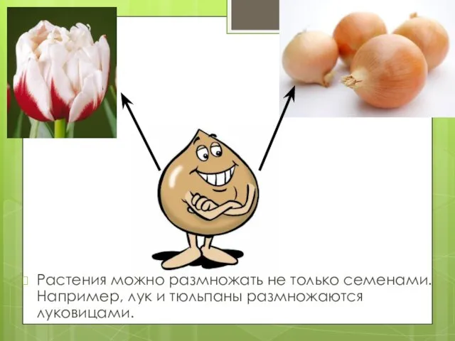 Растения можно размножать не только семенами. Например, лук и тюльпаны размножаются луковицами.