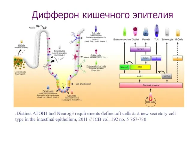 Дифферон кишечного эпителия .Distinct ATOH1 and Neurog3 requirements define tuft