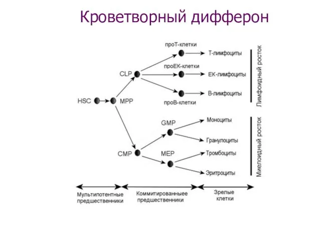 Кроветворный дифферон