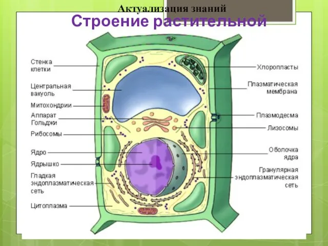 Строение растительной клетки Актуализация знаний