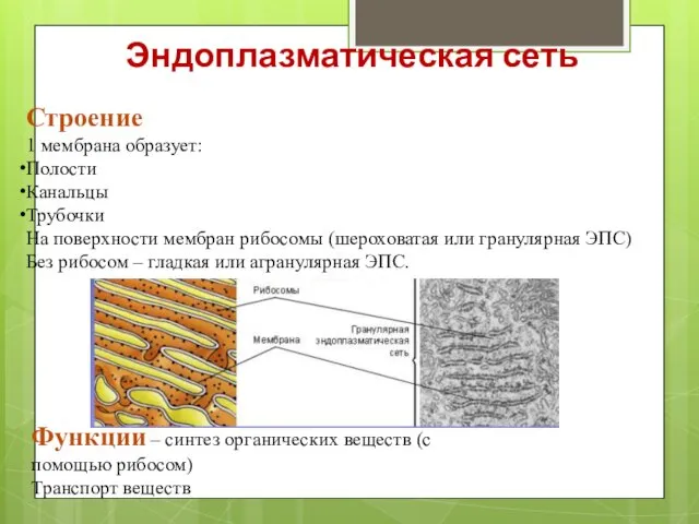 Эндоплазматическая сеть Строение 1 мембрана образует: Полости Канальцы Трубочки На