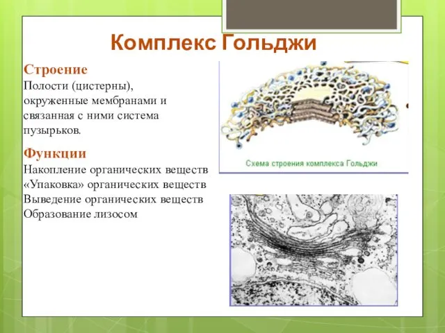 Комплекс Гольджи Строение Полости (цистерны), окруженные мембранами и связанная с