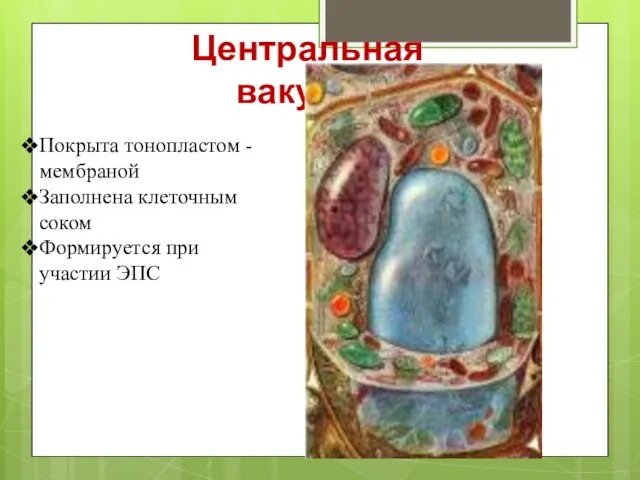 Центральная вакуоль Покрыта тонопластом - мембраной Заполнена клеточным соком Формируется при участии ЭПС