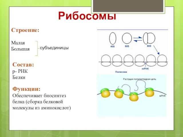 Рибосомы Строение: Малая Большая субъединицы Состав: р- РНК Белки Функции: