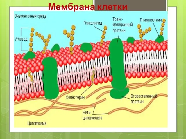 Мембрана клетки