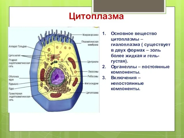 Цитоплазма Основное вещество цитоплазмы – гиалоплазма ( существует в двух