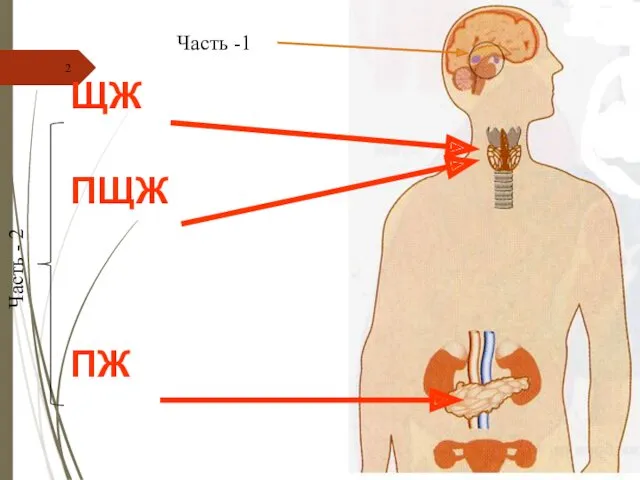 ЩЖ ПЩЖ ПЖ Часть -1 Часть - 2