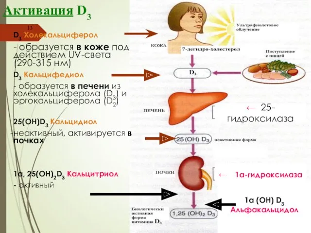 Активация D3 D3 Холекальциферол - образуется в коже под действием