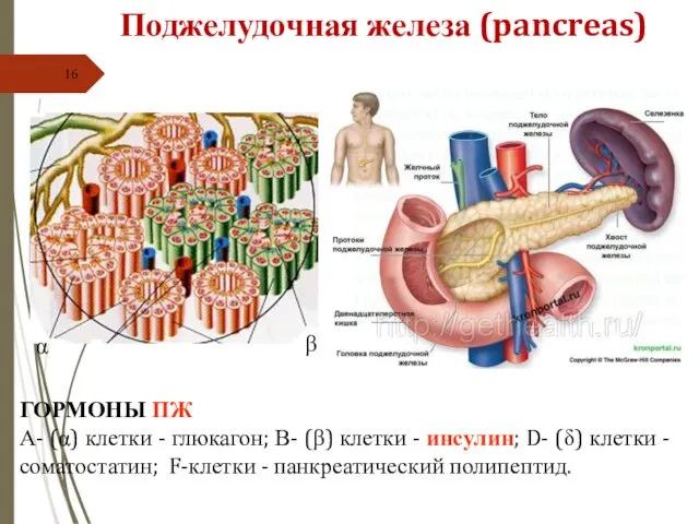 Поджелудочная железа (pancreas) ГОРМОНЫ ПЖ А- (α) клетки - глюкагон;