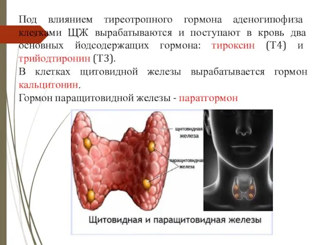 Под влиянием тиреотропного гормона аденогипофиза клетками ЩЖ вырабатываются и поступают
