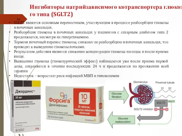 SGLT2 является основным переносчиком, участвующим в процессе реабсорбции глюкозы в