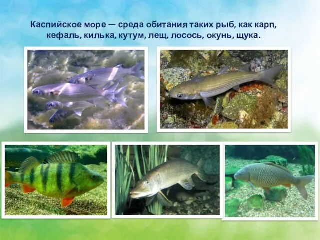 Каспийское море — среда обитания таких рыб, как карп, кефаль, килька, кутум, лещ, лосось, окунь, щука.