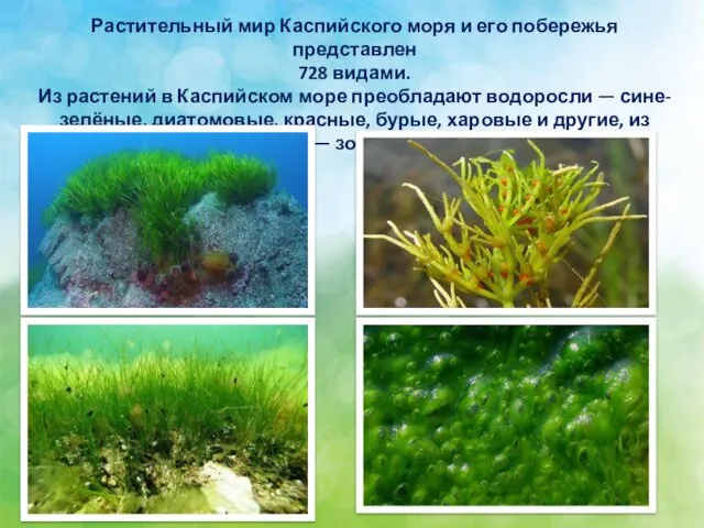 Растительный мир Каспийского моря и его побережья представлен 728 видами.