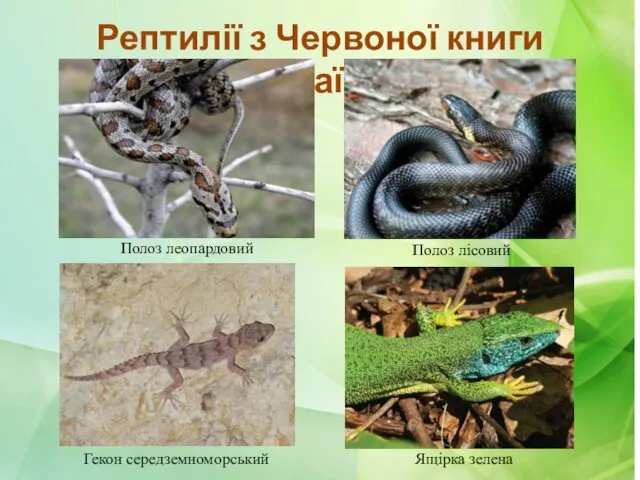 Рептилії з Червоної книги України