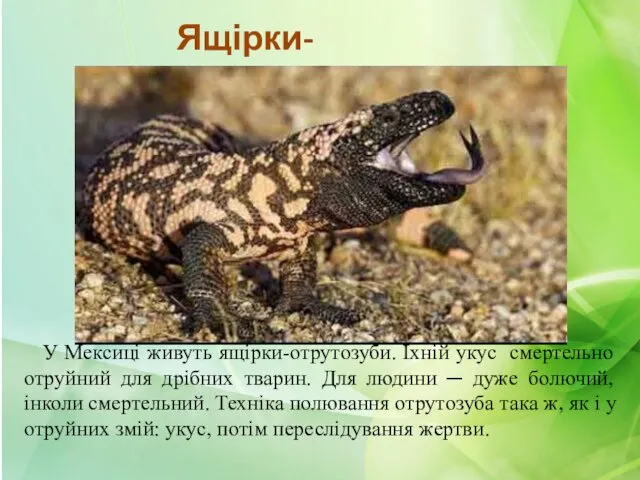 У Мексиці живуть ящірки-отрутозуби. Їхній укус смертельно отруйний для дрібних