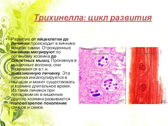 Трихинелла: цикл развития Развитие от яйцеклетки до личинки происходит в