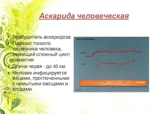 Аскарида человеческая Возбудитель аскаридоза Паразит тонкого кишечника человека, имеющий сложный