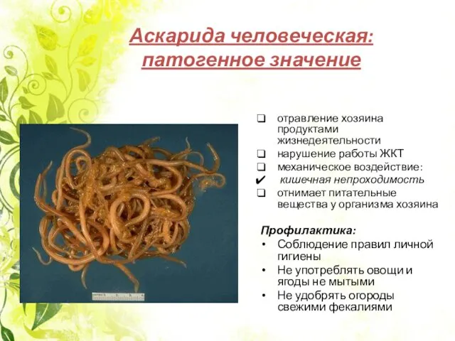 Аскарида человеческая: патогенное значение отравление хозяина продуктами жизнедеятельности нарушение работы ЖКТ механическое воздействие: