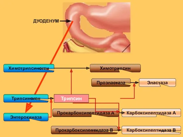 ДУОДЕНУМ Энтерокиназа Трипсиноген Химотрипсиноген Трипсин Химотрипсин Проэластаза Эластаза Карбоксипептидаза А Прокарбоксипептидаза В Карбоксипептидаза В Прокарбоксипептидаза А