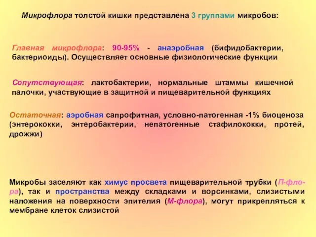 Микрофлора толстой кишки представлена 3 группами микробов: Главная микрофлора: 90-95%