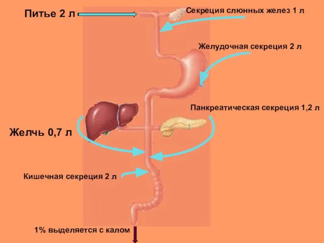 Питье 2 л Желчь 0,7 л 1% выделяется с калом