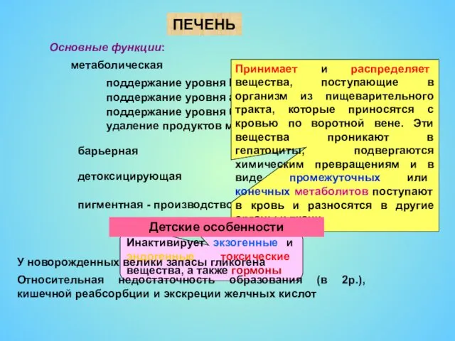 ПЕЧЕНЬ Основные функции: метаболическая поддержание уровня ГЛК поддержание уровня аминокислот