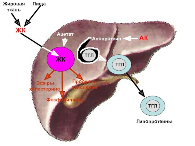 Жировая ткань Пища ЖК ЖК Ацетат Продукты окисления Фосфолипиды АК