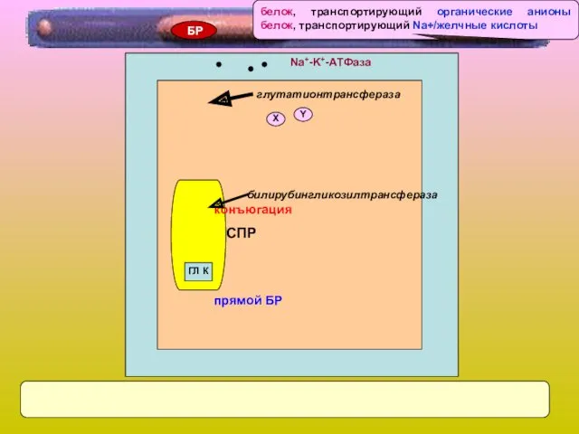 Na+-K+-AТФаза Х Y СПР ГЛ К конъюгация прямой БР глутатионтрансфераза