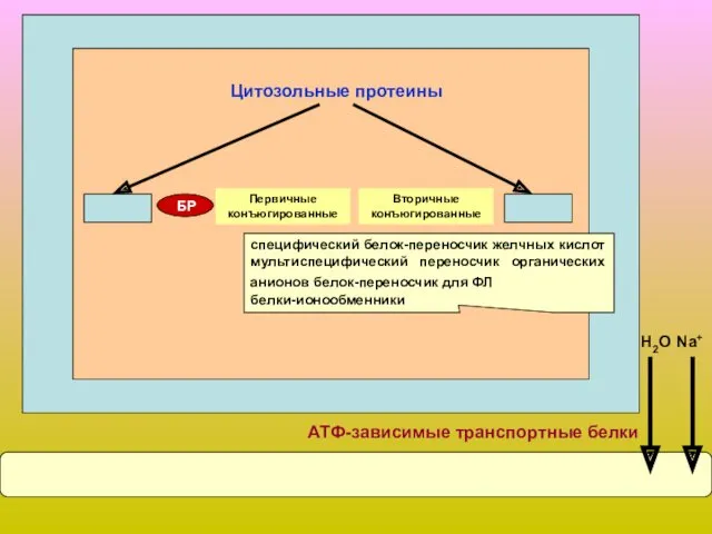 БР Первичные конъюгированные Вторичные конъюгированные Цитозольные протеины АТФ-зависимые транспортные белки