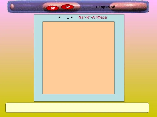 Na+-K+-AТФаза БР БР непрямой