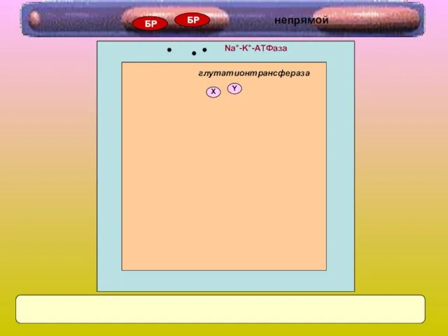 Na+-K+-AТФаза Х Y глутатионтрансфераза БР БР непрямой
