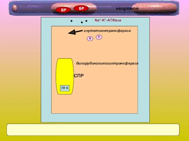 Na+-K+-AТФаза Х Y СПР ГЛ К глутатионтрансфераза билирубингликозилтрансфераза БР БР непрямой