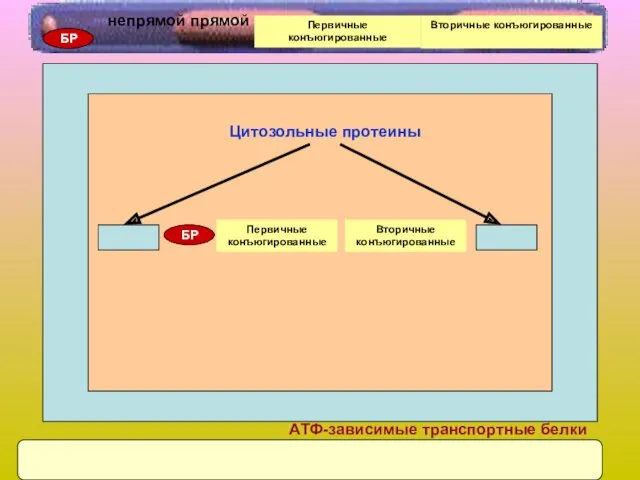 БР Первичные конъюгированные Вторичные конъюгированные Цитозольные протеины АТФ-зависимые транспортные белки