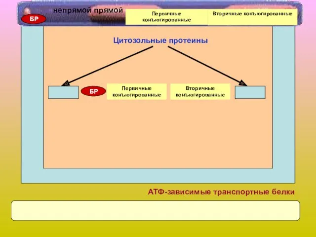 БР Первичные конъюгированные Вторичные конъюгированные Цитозольные протеины АТФ-зависимые транспортные белки