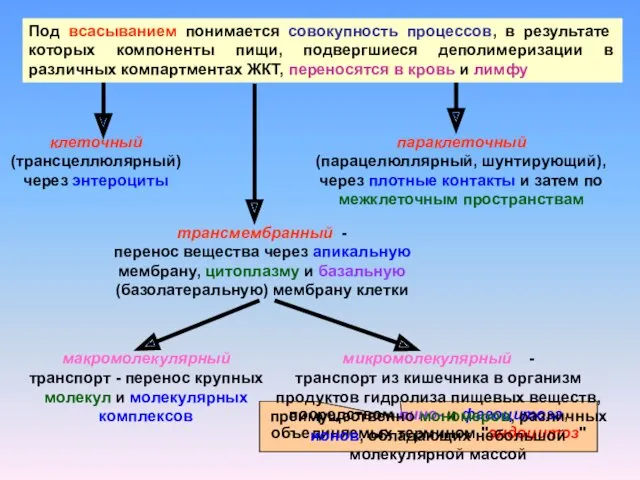 клеточный (трансцеллюлярный) через энтероциты параклеточный (парацелюллярный, шунтирующий), через плотные контакты