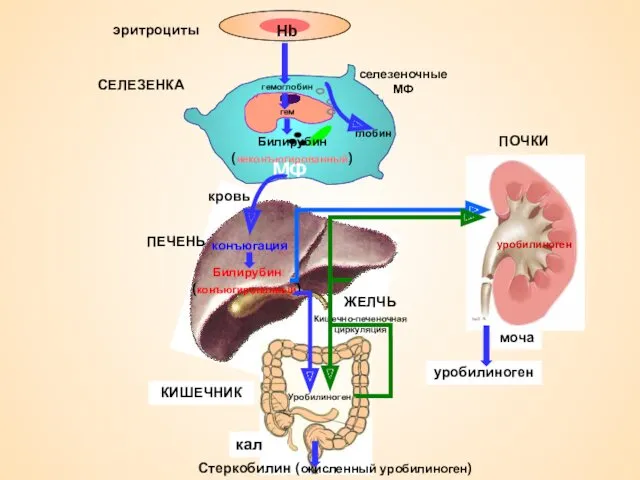 МФ селезеночные МФ эритроциты СЕЛЕЗЕНКА гемоглобин гем Билирубин (неконъюгированный) ПОЧКИ
