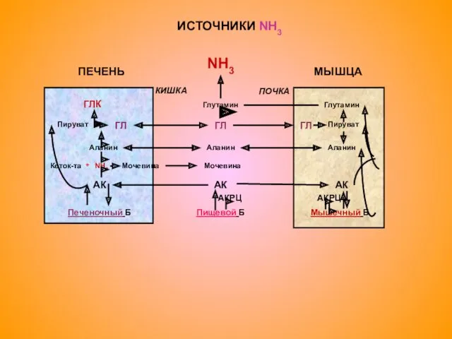 ИСТОЧНИКИ NH3 ПЕЧЕНЬ МЫШЦА NH3 КИШКА ПОЧКА Глутамин ГЛ ГЛ