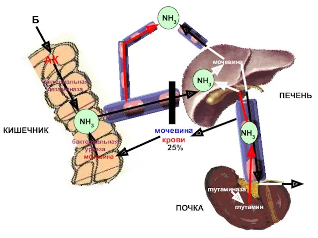ПОЧКА глутамин глутаминаза 25% NH3 КИШЕЧНИК Б АК бактериальная дезаминаза